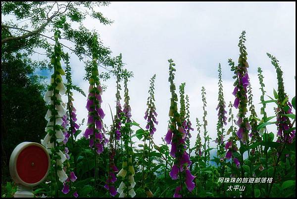 太平山33.JPG
