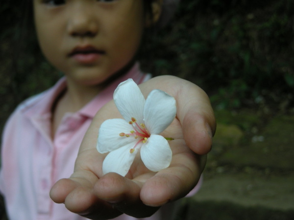 土城桐花節 045.JPG