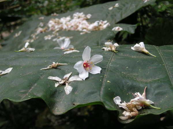 土城桐花節 118.JPG