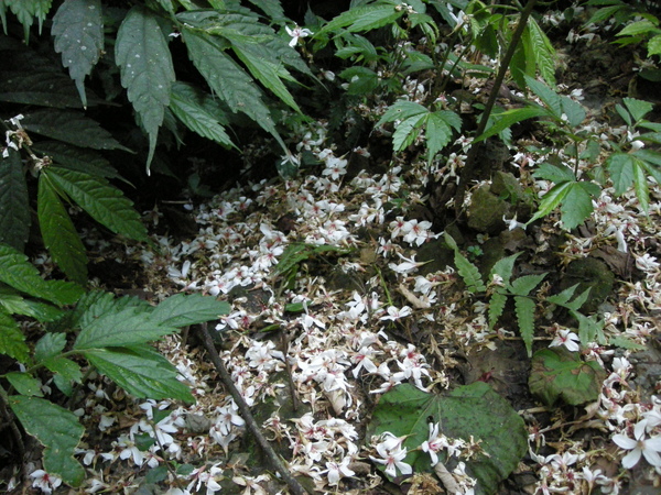 土城桐花節 129.JPG