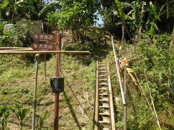 土城荔枝老樹 037.JPG