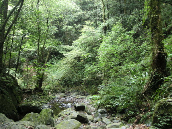 北插水園地.塔開神木.滿月園 135.JPG