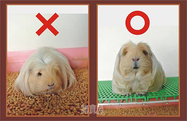 天竺鼠的飼養-木削沙1 天竺鼠的飼養-木削沙1