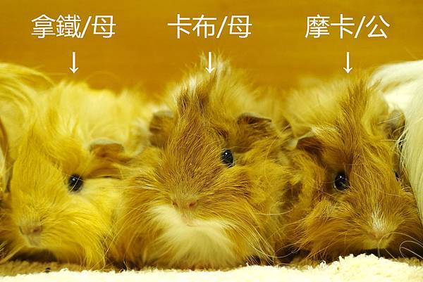 合照 合照