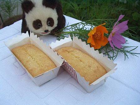 金磚椰子 金磚椰子