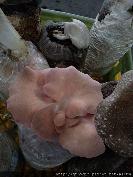 20130608_161906 20130608_161906