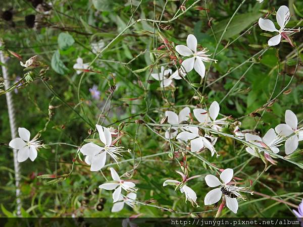 DSC02909.JPG DSC02909.JPG