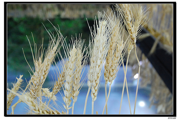 nEO_IMG_DSC_0292.jpg nEO_IMG_DSC_0292.jpg