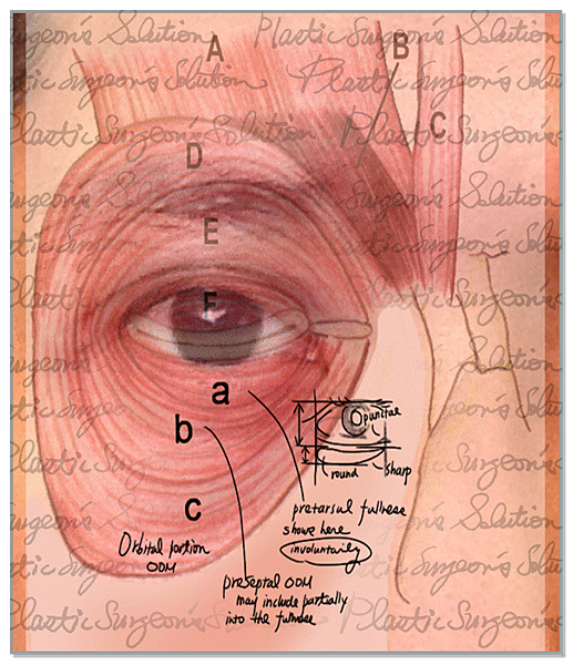 眼睛+眼輪匝肌 眼睛+眼輪匝肌