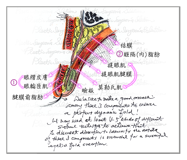 神之眼的洞察_瞼板 神之眼的洞察_瞼板