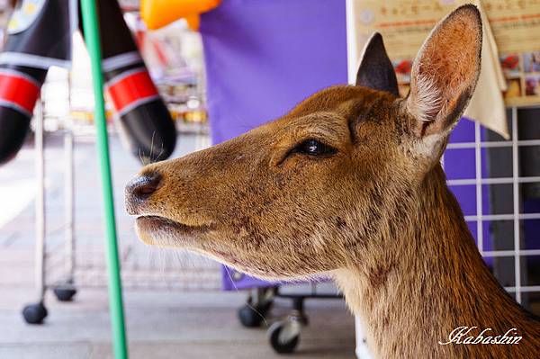 S 2013-07-08 10-37-15.jpg S 2013-07-08 10-37-15.jpg