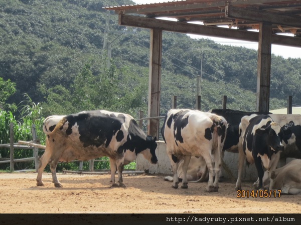 IMG_4451.JPG IMG_4451.JPG