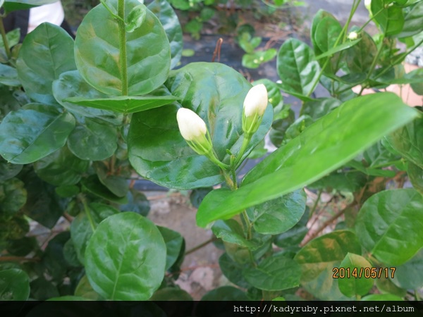 IMG_4518.JPG IMG_4518.JPG