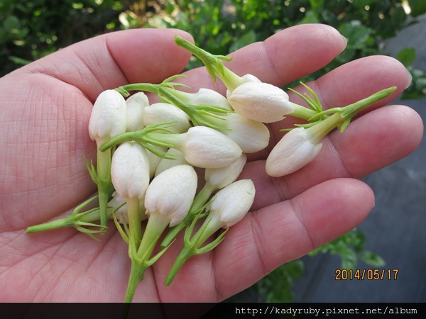 IMG_4519.JPG IMG_4519.JPG