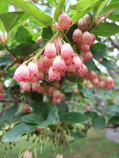 這不知道是什麼花