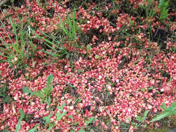 像舖了一層紅色地毯