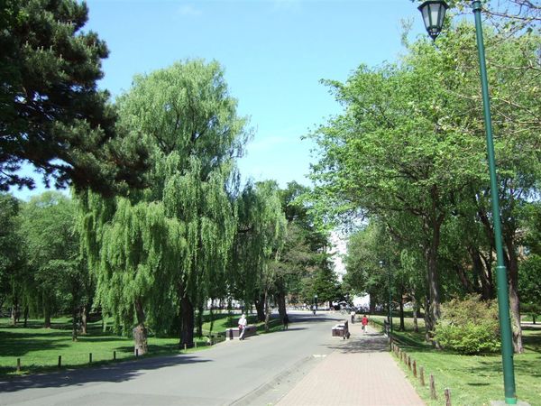 放眼望去都是綠油油的一片