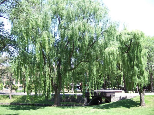 雄偉的柳樹