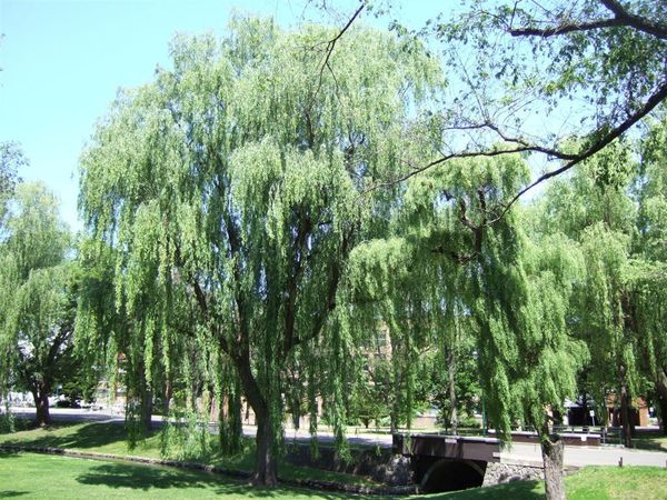 這棵柳樹真的生的很美