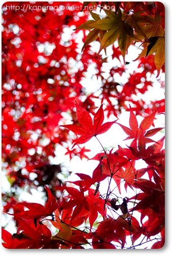DSC_1794 DSC_1794