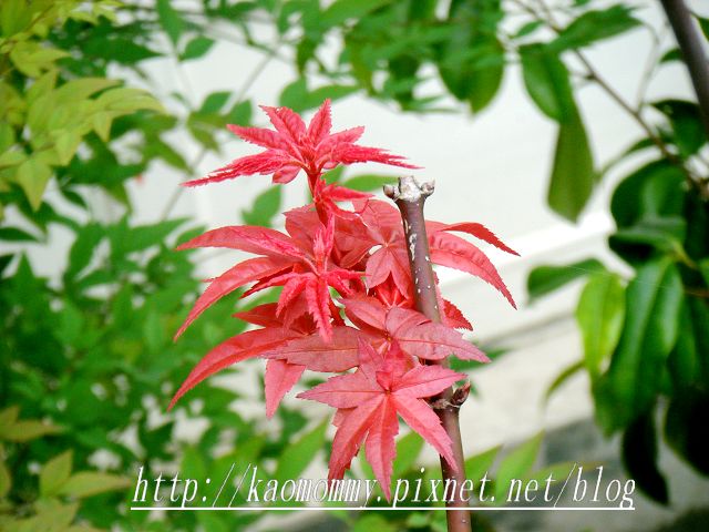 花1.jpg 花1.jpg