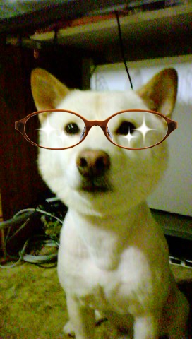可愛柴 可愛柴