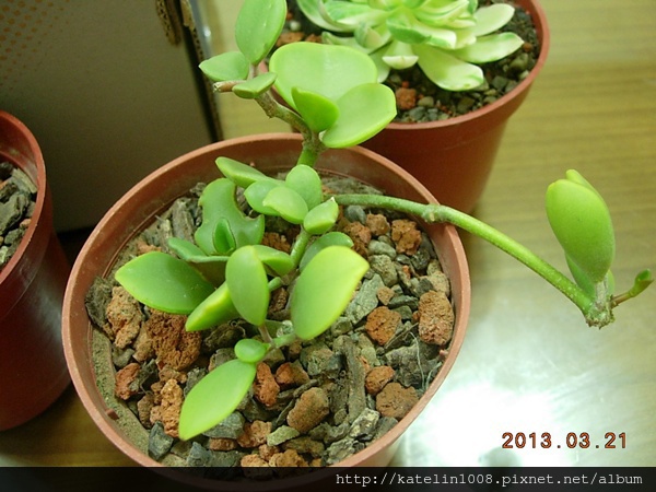 DSCN3098 DSCN3098