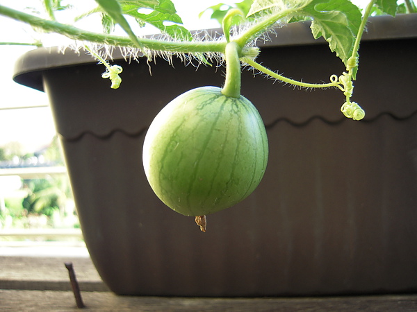 DSCN3810.JPG DSCN3810.JPG