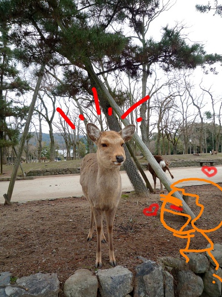 deer2.jpg