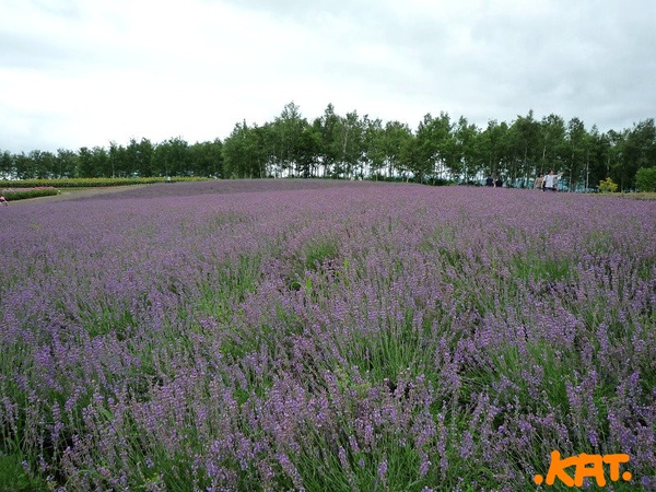 薰衣草.jpg