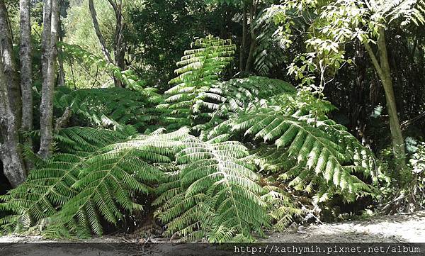 giant fern