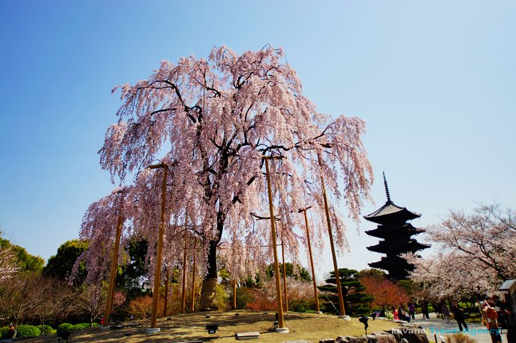 nEO_IMG_DSC08624 nEO_IMG_DSC08624