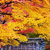 nEO_IMG_DSC05465 nEO_IMG_DSC05465