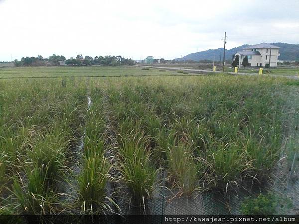 SAM_7162.JPG SAM_7162.JPG