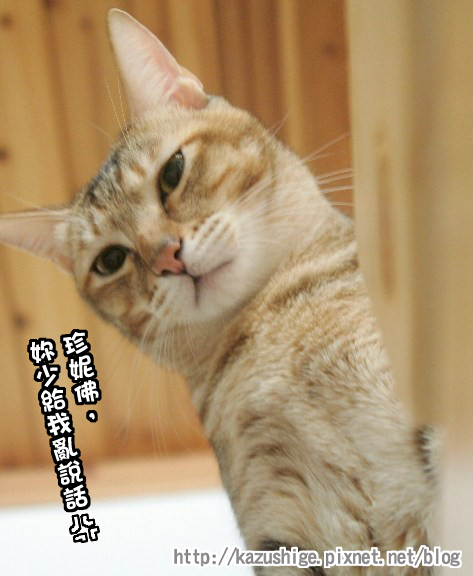 貓奴18-2.jpg 貓奴18-2.jpg