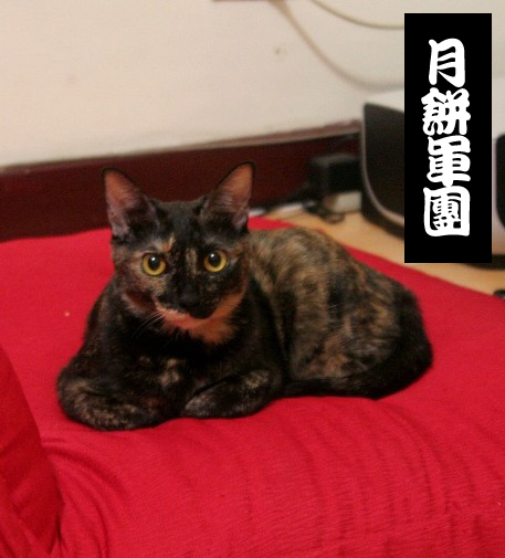貓奴16-1.jpg 貓奴16-1.jpg