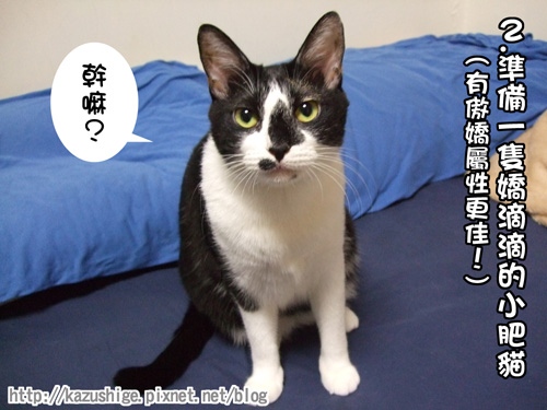 貓咪三明治2.jpg 貓咪三明治2.jpg
