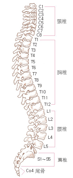 大家都健康~整椎diy