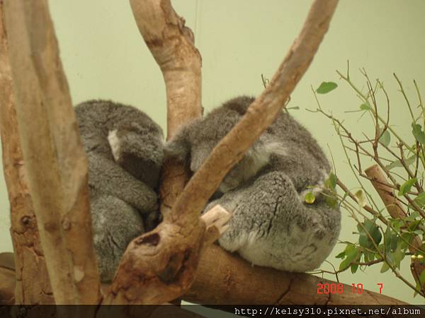 澳洲雪梨2008 107.jpg