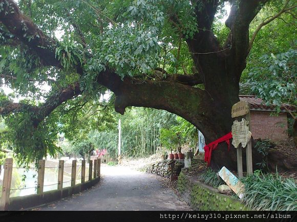 大樹4.jpg