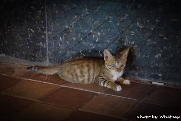 P16201721 P16201721