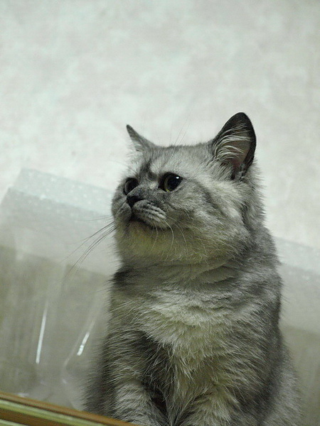 20101211_201315s1___調整大小.jpg 20101211_201315s1___調整大小.jpg