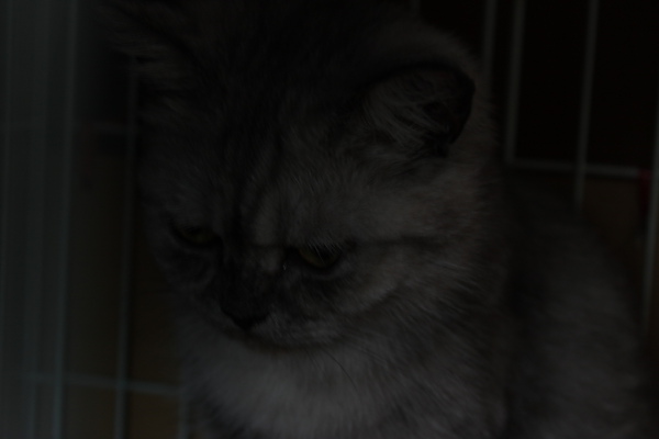 IMG_4531.JPG IMG_4531.JPG