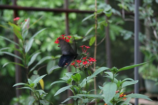 千蝶谷照片 053.jpg