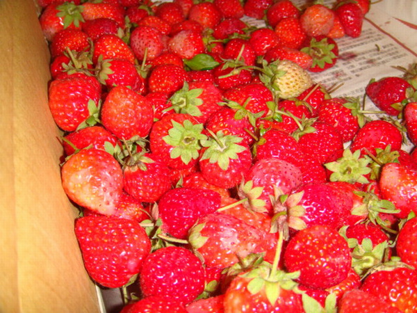 新鮮又香氣十足的草莓