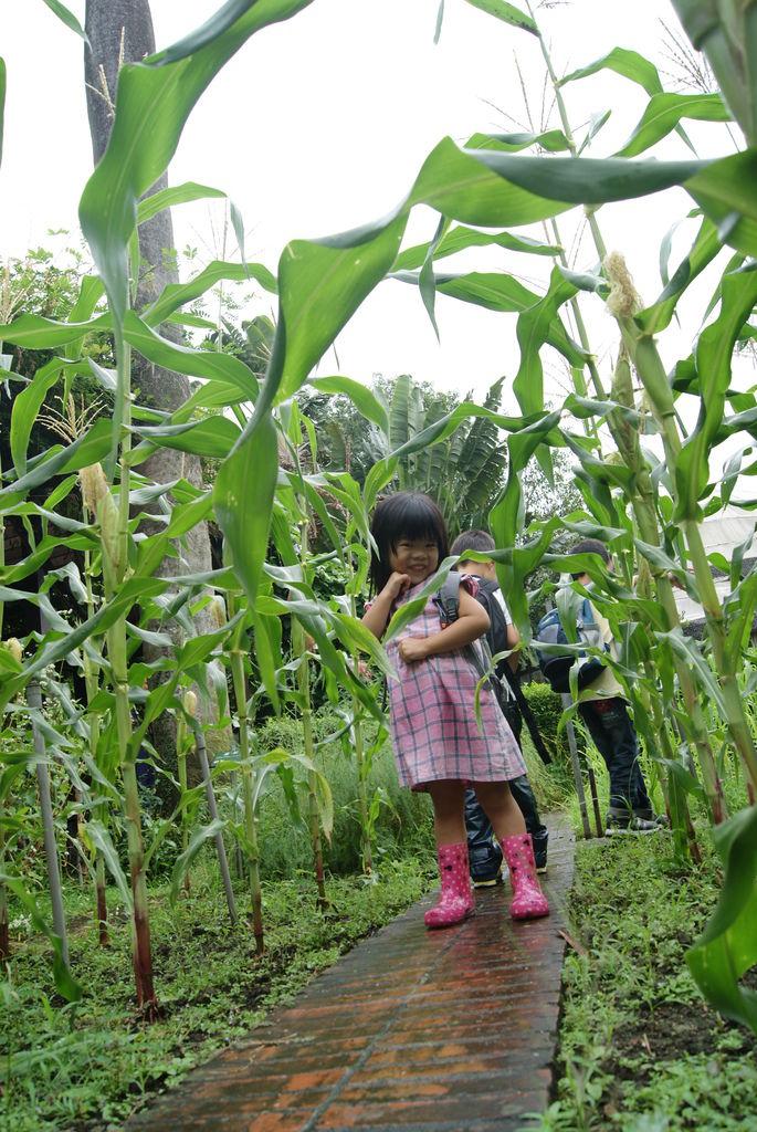 玉米長得好高唷!都可以玩躲貓貓嚕! 玉米長得好高唷!都可以玩躲貓貓嚕!