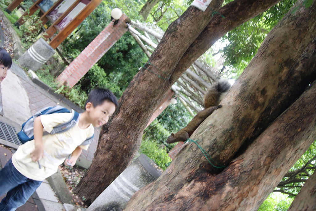 不用大叫,亂跑;松鼠就會輕輕的來到你身邊 不用大叫,亂跑;松鼠就會輕輕的來到你身邊