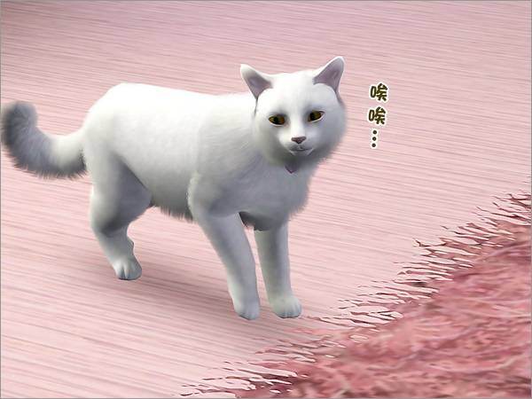 cat31 cat31