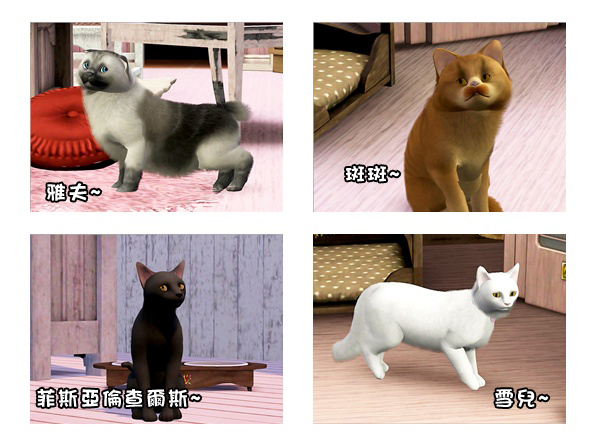 cat00 cat00