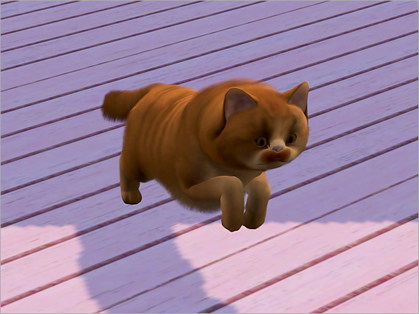 cat08 cat08
